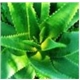 Aloe Vera Products Offered