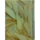 pollock fillet