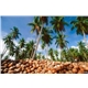 Buy: Kelapa / Coconut