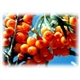 Seabuckthorn Seed Oil