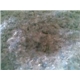 Cold-Washed PET Flakes